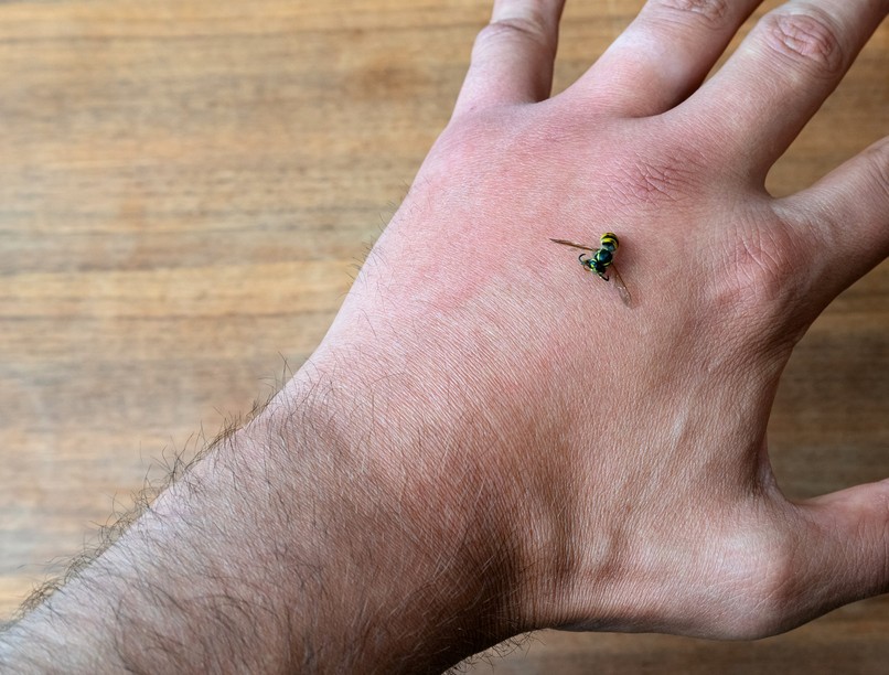 darázs, csípés, allergia, adrenalin