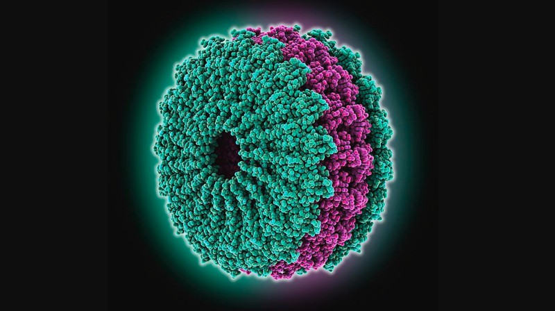Ez volt az első vírus, amit a tudomány felfedezett és képen is rögzített