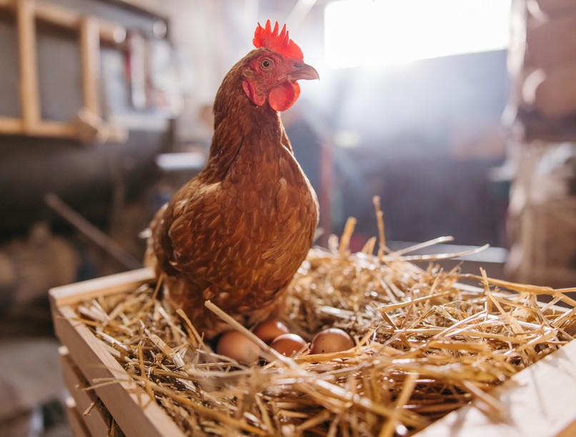 tojásallergia, tyúk, allergia, fehérje