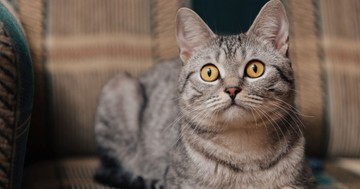  Miért bámul a semmibe a macska? Szellemvadászat vagy ösztönös viselkedés? 