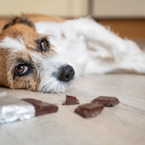 Mit tegyen, ha a kutyája csokit evett? Ezt minden gazdinak tudnia kell! című cikk nyitóképe