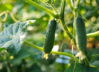 Permetezze ezt az uborkára: a sárguló levelek is új erőre kaphatnak tőle című cikk nyitóképe
