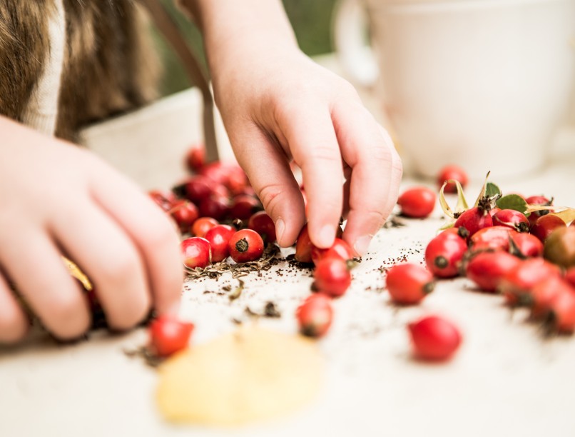 csipkebogyó, gyűjtése, szárítása, köhögés ellen