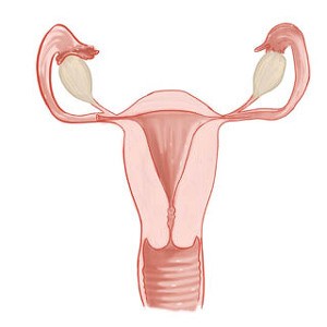 Pesszárium, méhszájsapka