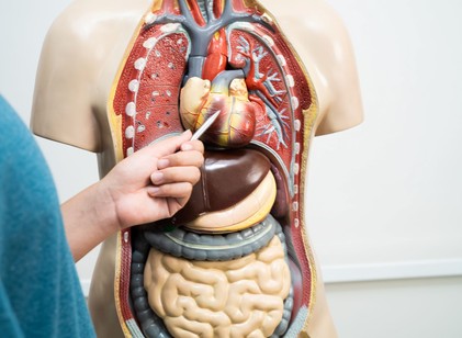 13 bizarr dolog az emberi testről, amelyről a legtöbben soha nem is hallottak című cikk nyitóképe