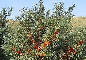 Harcoljon a téli megfázás ellen a természet erejével