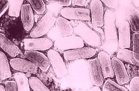 Szenzáció lehet: onkolitikus vírusokkal a daganatok ellen?