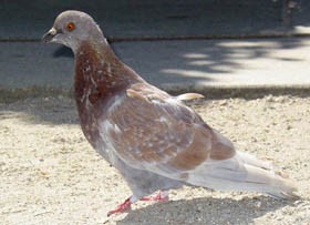 Pécs: Harcban a galambokkal?