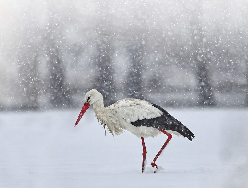 gólya, áttelelés, magyarország, segítség
