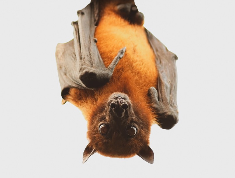 koronavírus, covid-19, SARS-CoV-2, vírus, járvány, denevér, eredet