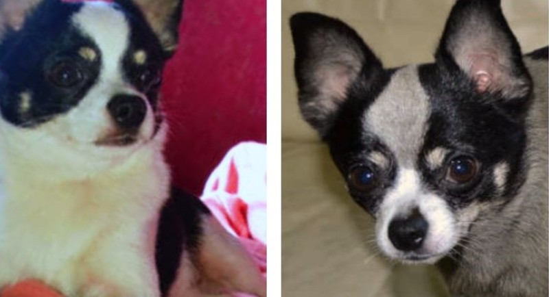 Befestették a lopott kutya szőrét, így buktatta le mégis a tolvajt a kis csivava