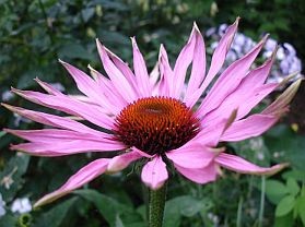 Gyógynövények – Echinacea (Kasvirág fajok)
