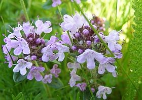 Gyógynövények - a kakukkfű