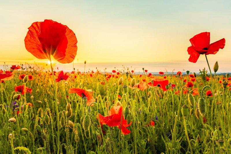 A pipacs szirma mérgező a gyerekeknek? Az orvos válaszol