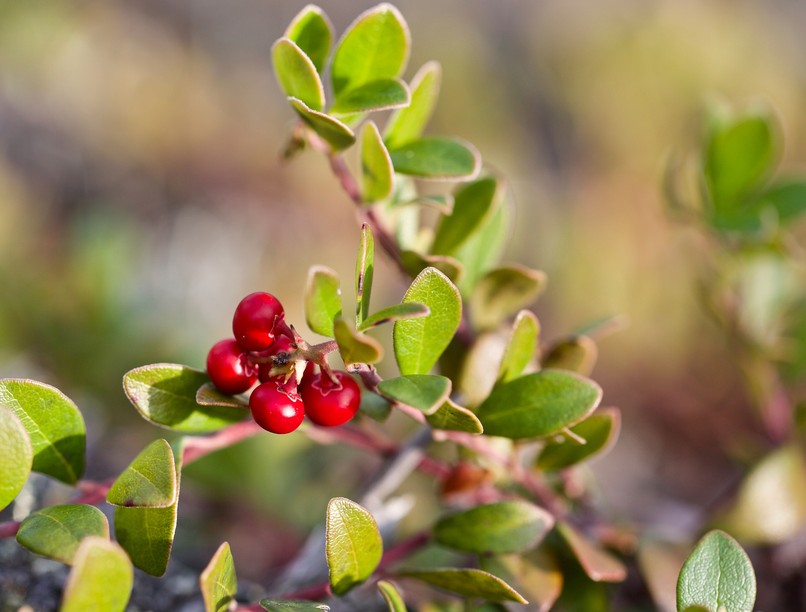 medveszőlő, veseprobléma, felfázás, húgyúti fertőzés