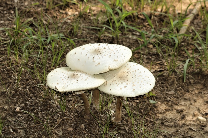 Kis mennyiségű mérges gomba fogyasztása is elegendő ahhoz, hogy súlyos mérgezés alakuljon ki. Az elfogyasztott gombafajtól függően a tünetek perceken belül is jelentkezhetnek. A mérgezés lehetősége és intenzitása még azonos gombafajon belül is különböző lehet.