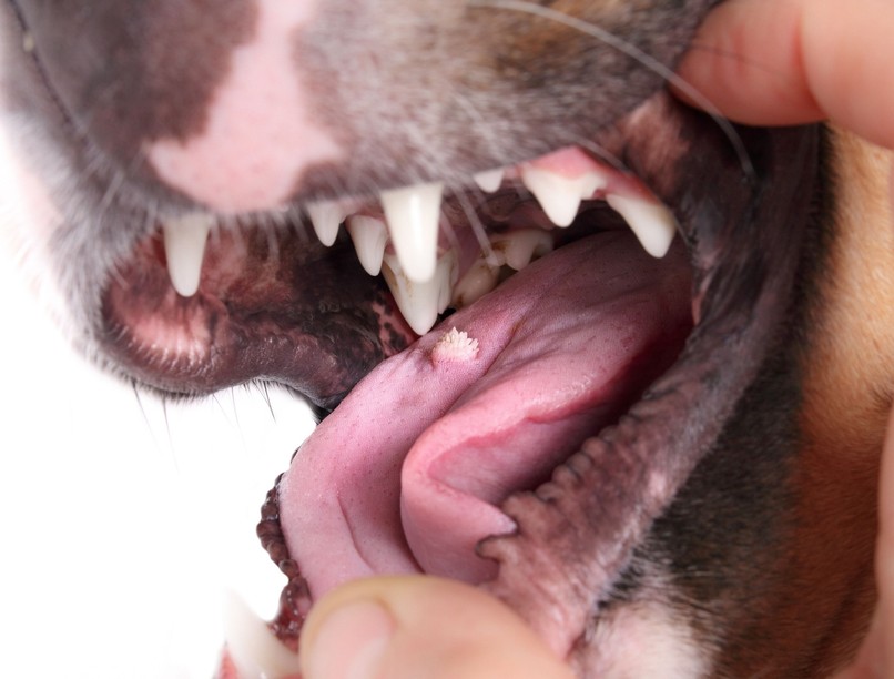 szemölcs kutya száj papilloma vírus immunrendszer