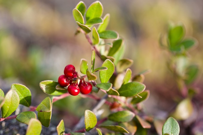 Vesebetegség, felfázás esetén ezt a 4 gyógynövényt vesse be! című cikk nyitóképe