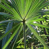 Táplálkozás is segíthet a prosztatarák kezelésében, megelőzésében