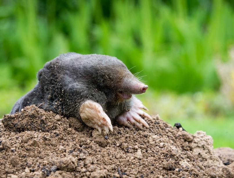 vakond harapás veszettség orvos válaszol