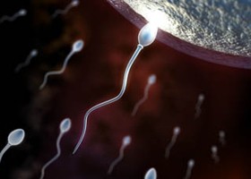 Jó hír donációhoz: a gyorsfagyasztás segíti a spermiumok túlélését...
