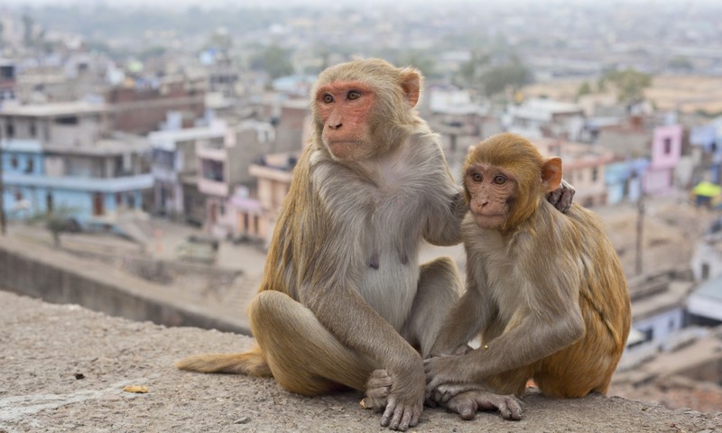 Gyilkos vírus: halálos majomláz szedi az áldozatait