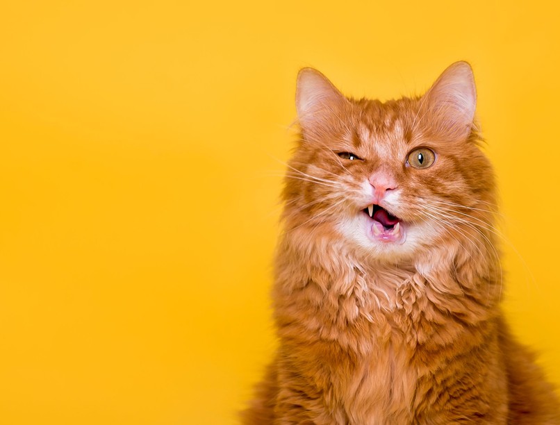 miért van a macskáknak bajsza