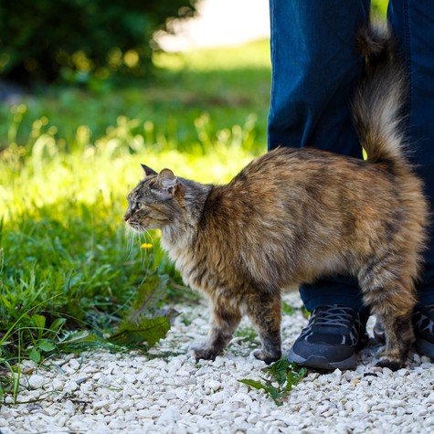 A „macskamágnes” jelenség: Miért pont azokhoz vonzódnak a cicák, akik nem szeretik őket? című cikk nyitóképe