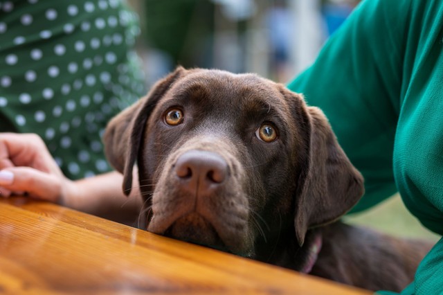 Magányos eb vagy független társ? 6 kutya fajta, amelyik nem bontja le a lakást, amíg dolgozunk