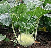 Receptek: joghurtos karalábéleves