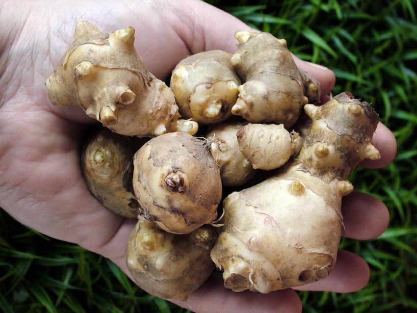 Jeruzsálemi articsóka (csicsóka): A csicsóka gazdag prebiotikus rostokban, melyek elősegítik a hasznos bélbaktériumok szaporodását.