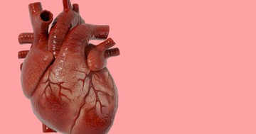 Miért nem hallunk szinte soha a szívrákról? Meglepő biológiai ok áll mögötte