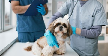  Kutyája nem tud panaszkodni, de ilyen jelekből tudhatja, hogy beteg 