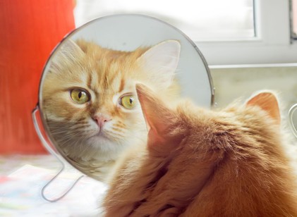 Vajon felismerik magukat a macskák a tükörben? Ezt mondja erről a tudomány című cikk nyitóképe
