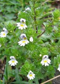 Gyógynövények - a szemvidítófű