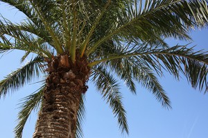 A Karibi-térség szerelmeseinek