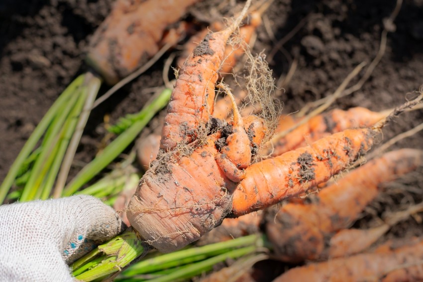 A kiskerttulajdonosok leggyakrabban a gyökérgubacs-fonálféreg fajok kártételével találkozhatnak. A Nematoidea fonalférgek mindenfajta környezetben megtalálhatók és az élőlények sokféleségében is számottevő részt képviselnek: 25 ezer fajuk ismert, de becslések szerint több mint egymillió fajuk létezhet.