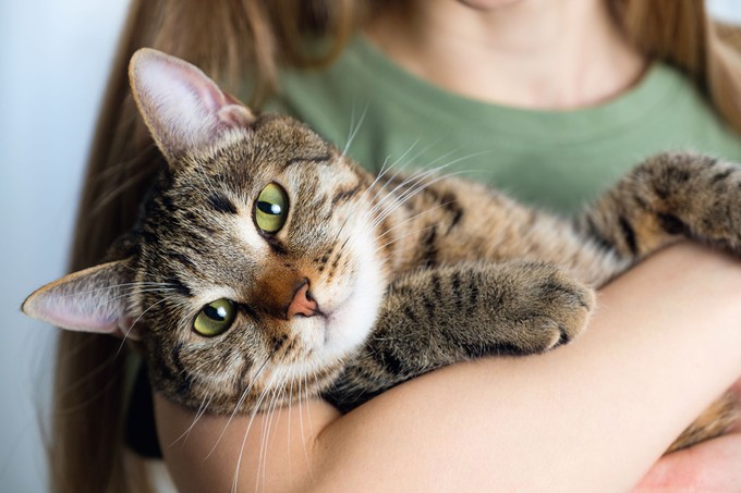 Ezt jelzi, ha a macska trillázva „énekel”: videón a különleges hang, amely a boldogság biztos jele című cikk nyitóképe