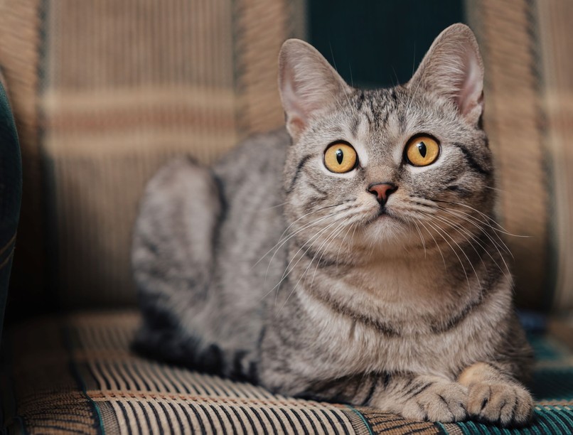 miért bámul a semmibe a macska