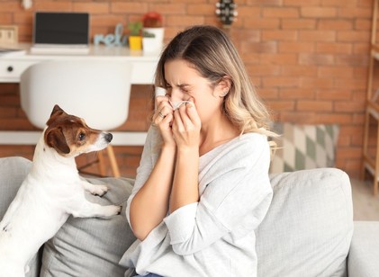 Miért erősödhetnek tavasszal az állatszőr allergiás panaszok? című cikk nyitóképe