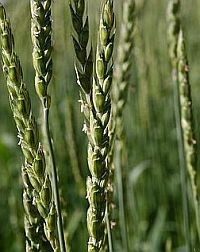 Szent István ünnepére: ősi magyar gyógymódokról