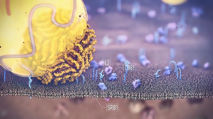 Zsírmájat is okozhat a bélflóra pusztulása! Így jósolható meg a hajlam című cikk nyitóképe