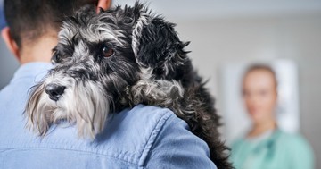 Szívférgesség kutyáknál: amikor a köhögés már nem ártatlan tünet – ezekre a jelekre figyeljen még