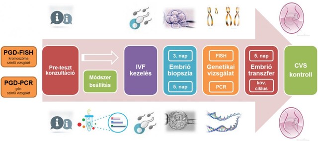 Már embriókon is végezhető genetikai teszt