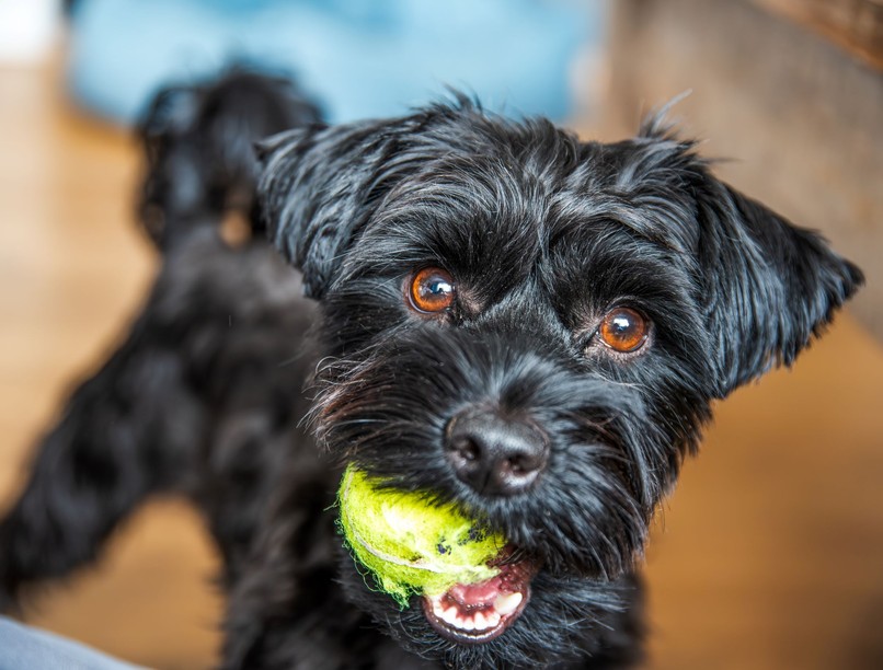 kutya teniszlabda veszély fog bélelzáródás