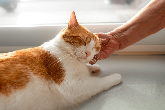 Mikor számít egy macska idősnek? Ezekre figyeljen ilyenkor! című cikk nyitóképe