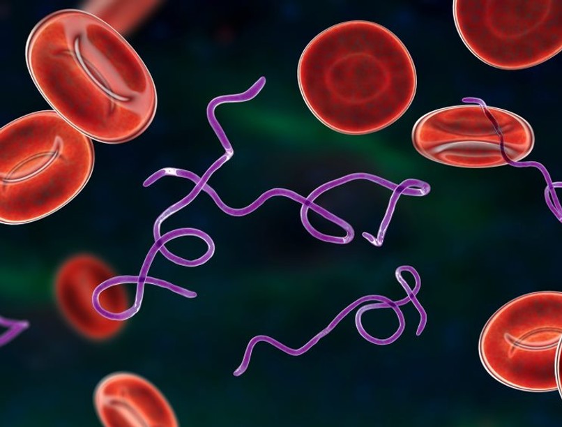 Lyme-kór, kullancscsípés, Lyme borreliosis, fertőzés, spirochéta baktérium
