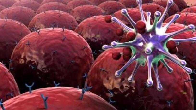 immunrendszer_nyito