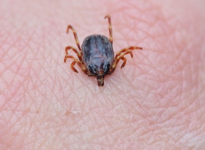 Mi vonzza a kullancsokat? Ezt állítja egy friss kutatás című cikk nyitóképe