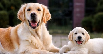  Hogyan változik a kutyája személyisége az évek során, ahogy öregszik? 